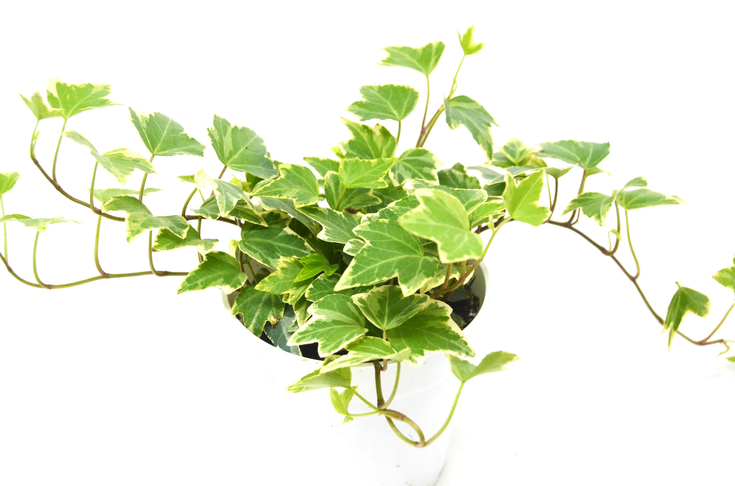 English Ivy 'Eva' - 4" Pot