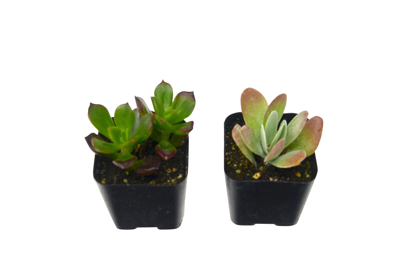 Succulent 2-Pack / 2.0" Pot / Live Home and Garden Plants