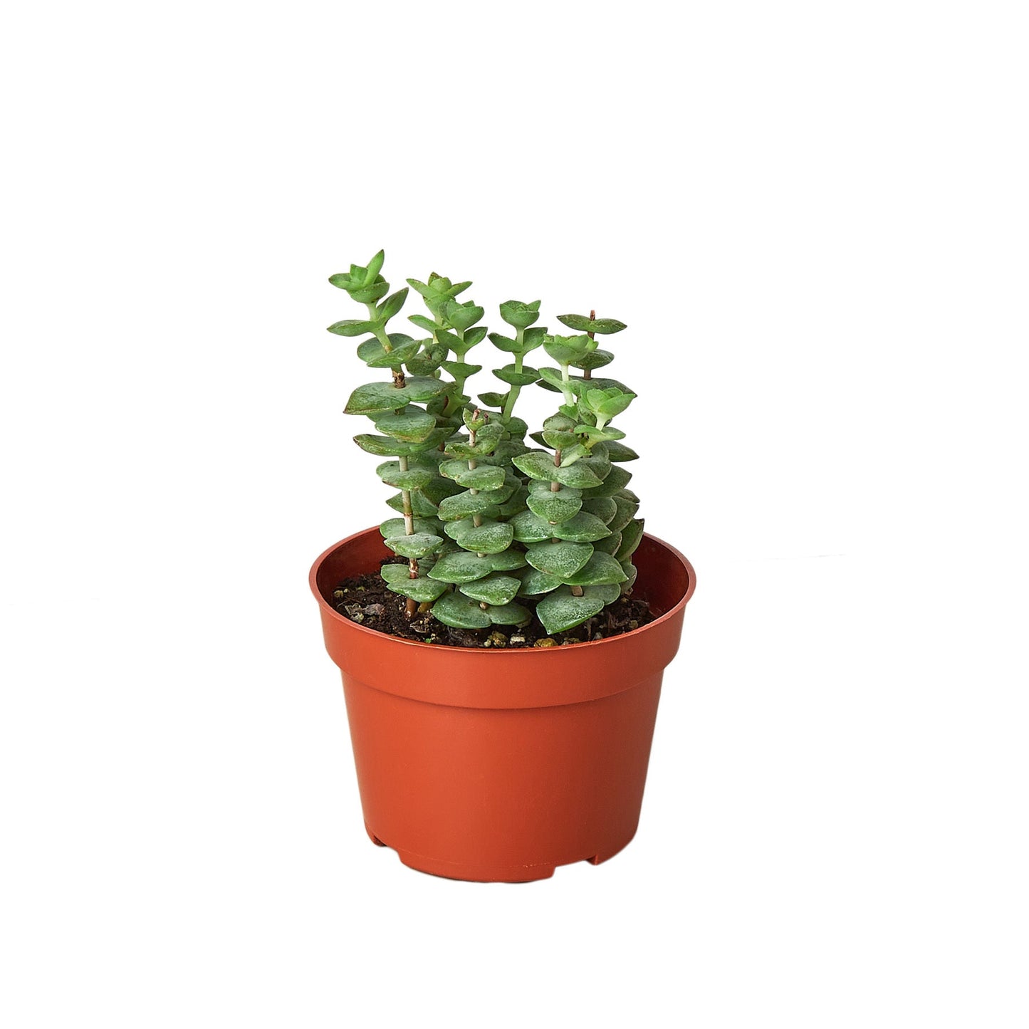 Succulent Crassula 'Jade Necklace' / 4" Pot