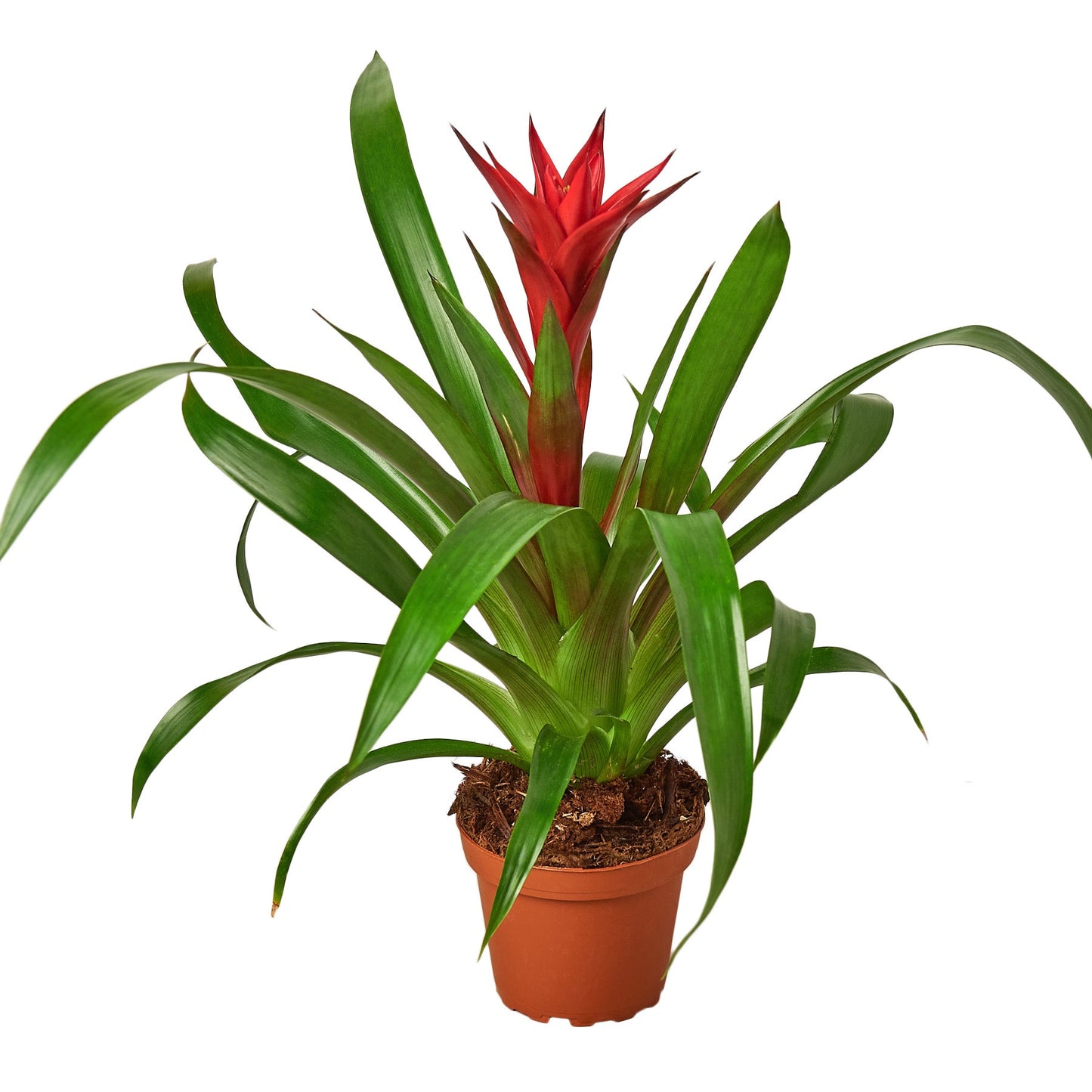 2 Guzmania Bromeliads - 4" Pots