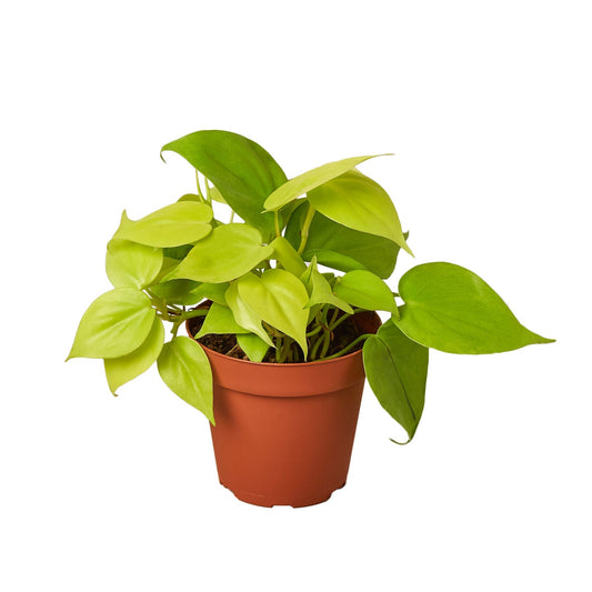 Philodendron 'Neon' - 4" Pot - NURSERY POT ONLY