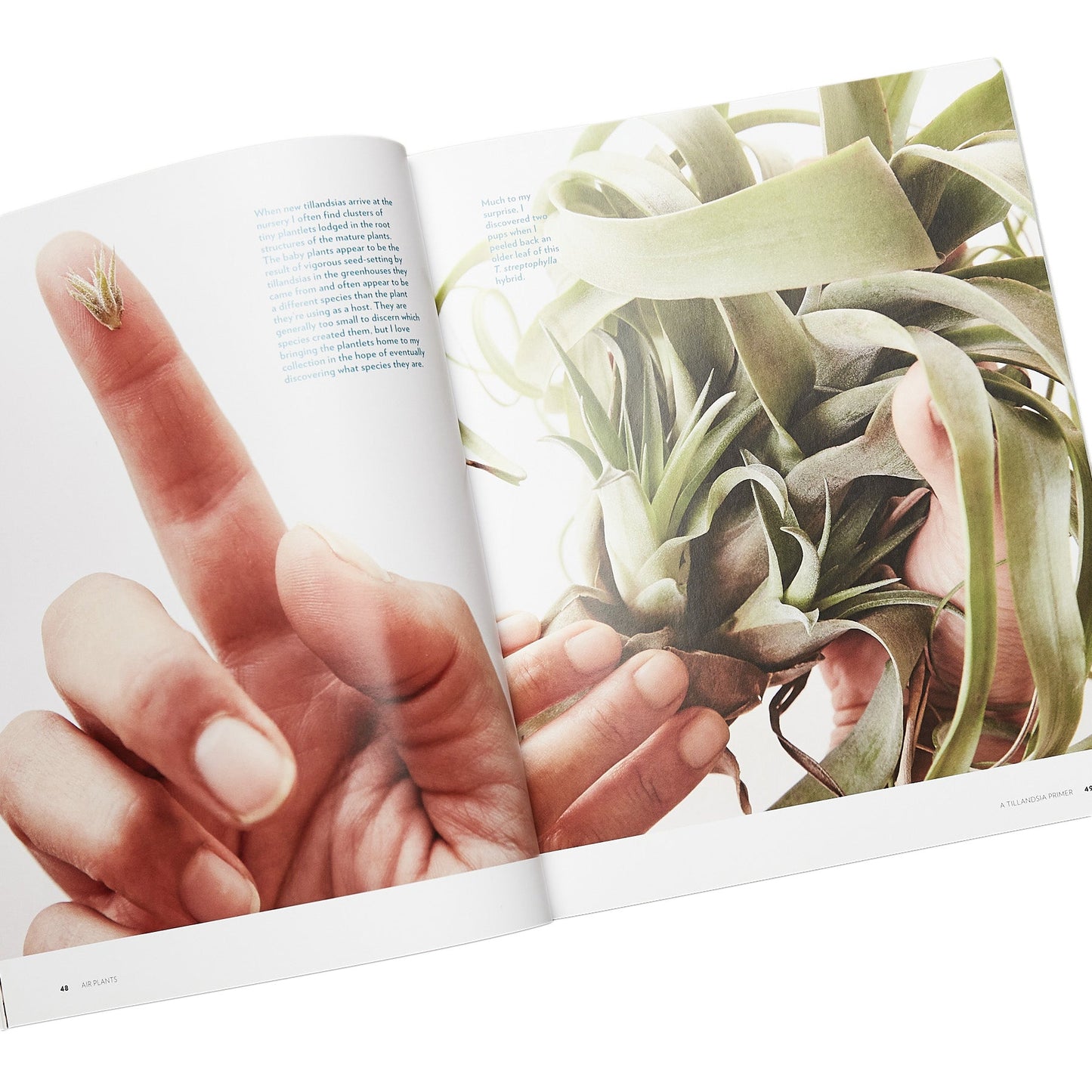 Book - Air Plants