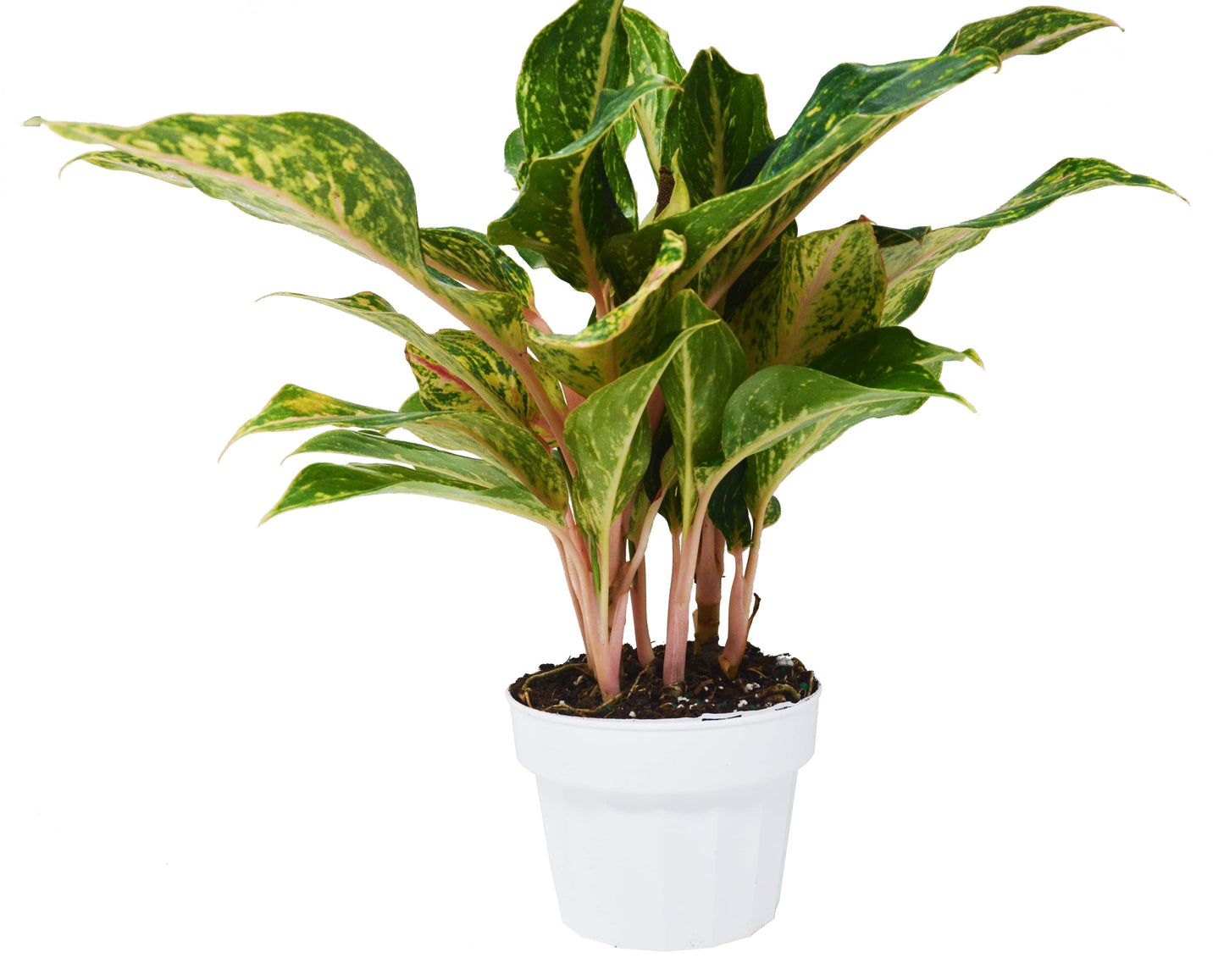 Chinese Evergreen 'Sparkling Sarah' - 6" Pot