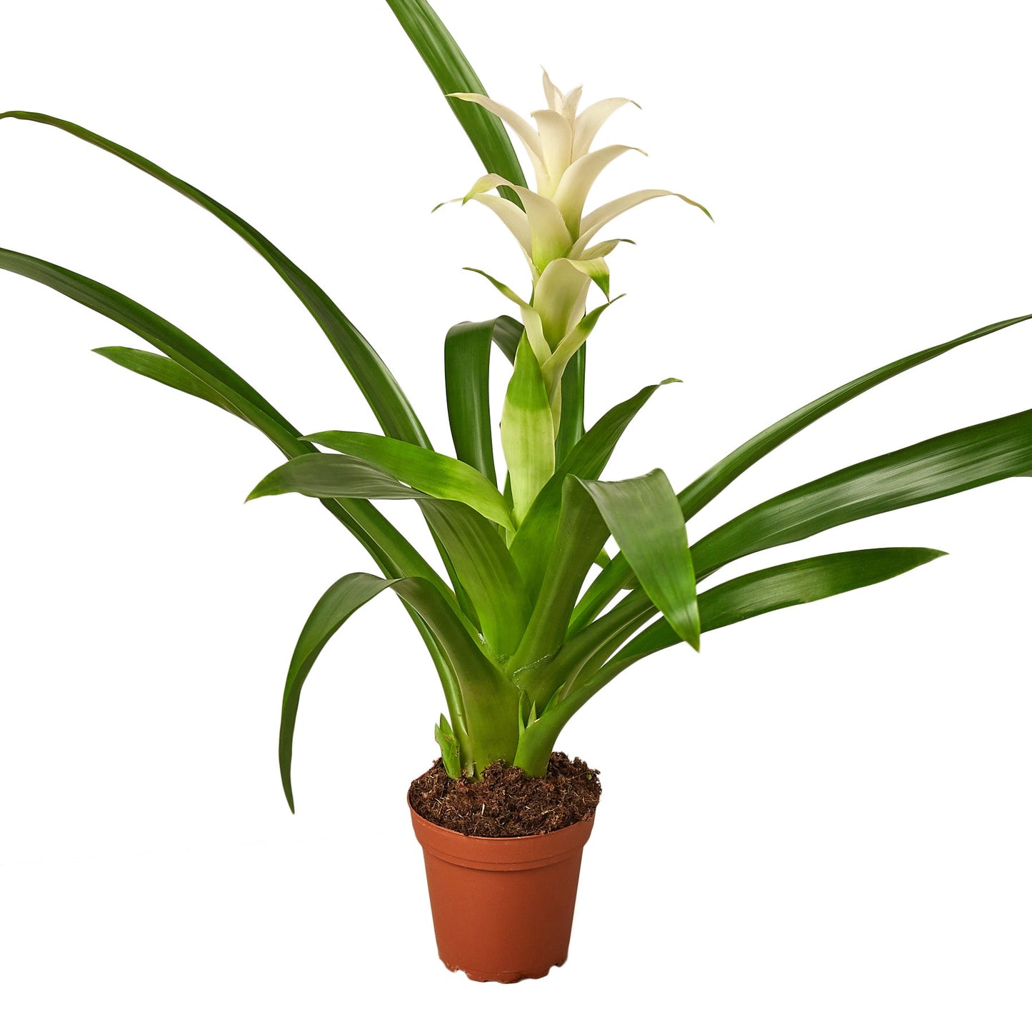 Guzmania Bromeliad 'White'