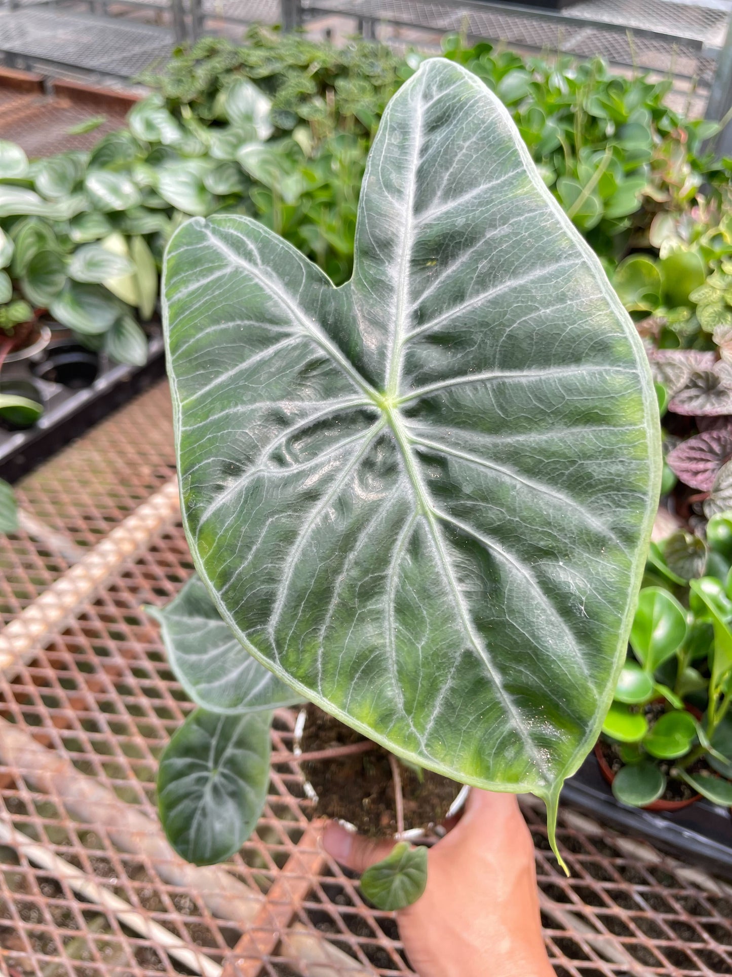 Alocasia 'Ivory Coast'