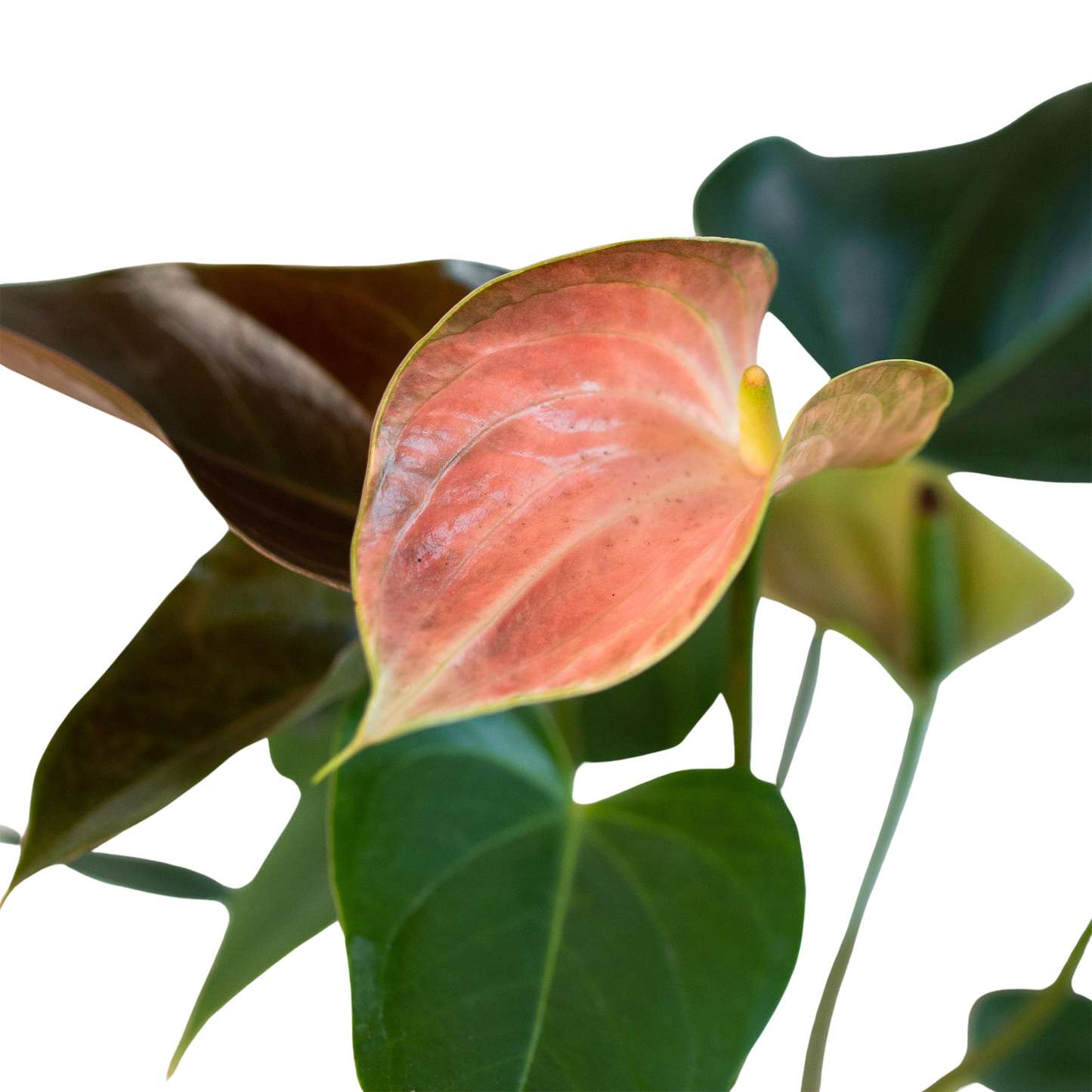 Anthurium Rainbow Champion - 4" Pot