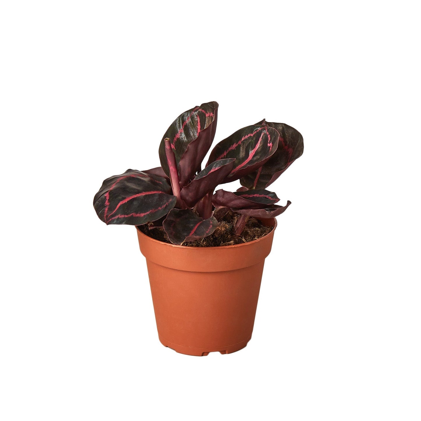 Calathea 'Dottie' - 6" Pot - NURSERY POT ONLY