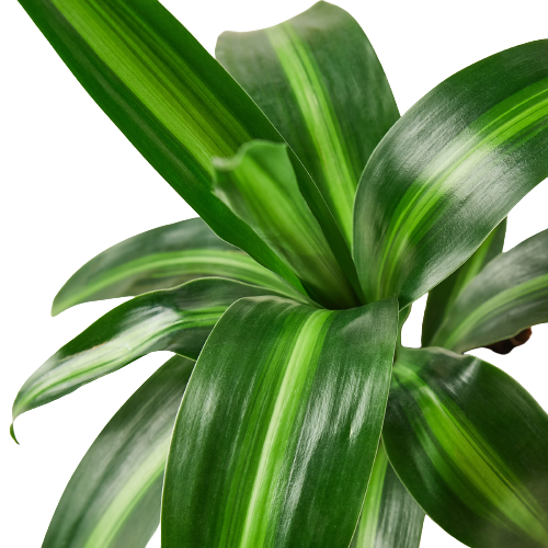 Dracaena 'Massangeana' - 4" Pot