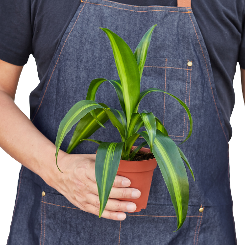 Dracaena 'Massangeana' - 4" Pot