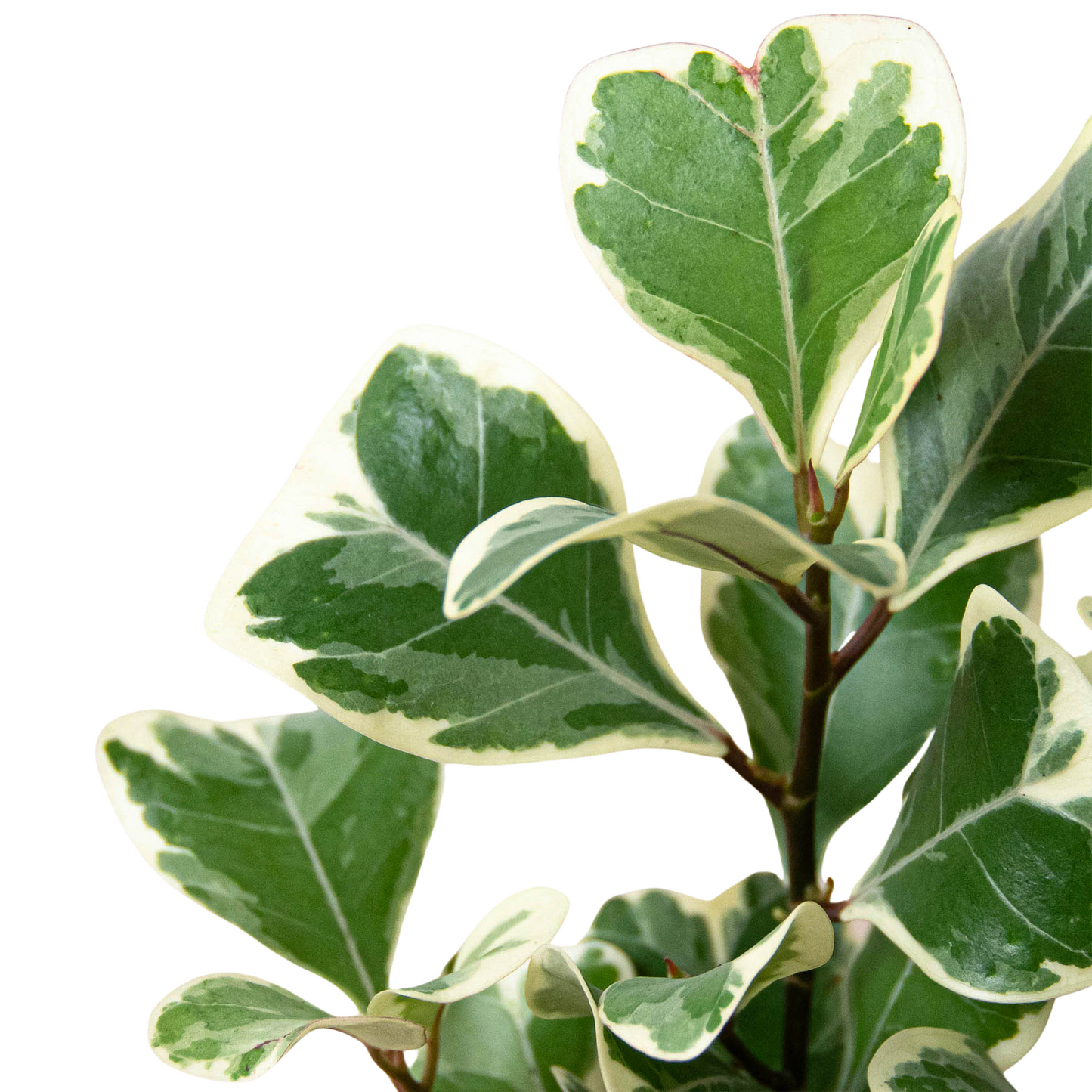 Ficus Elastica 'Triangularis' Variegated