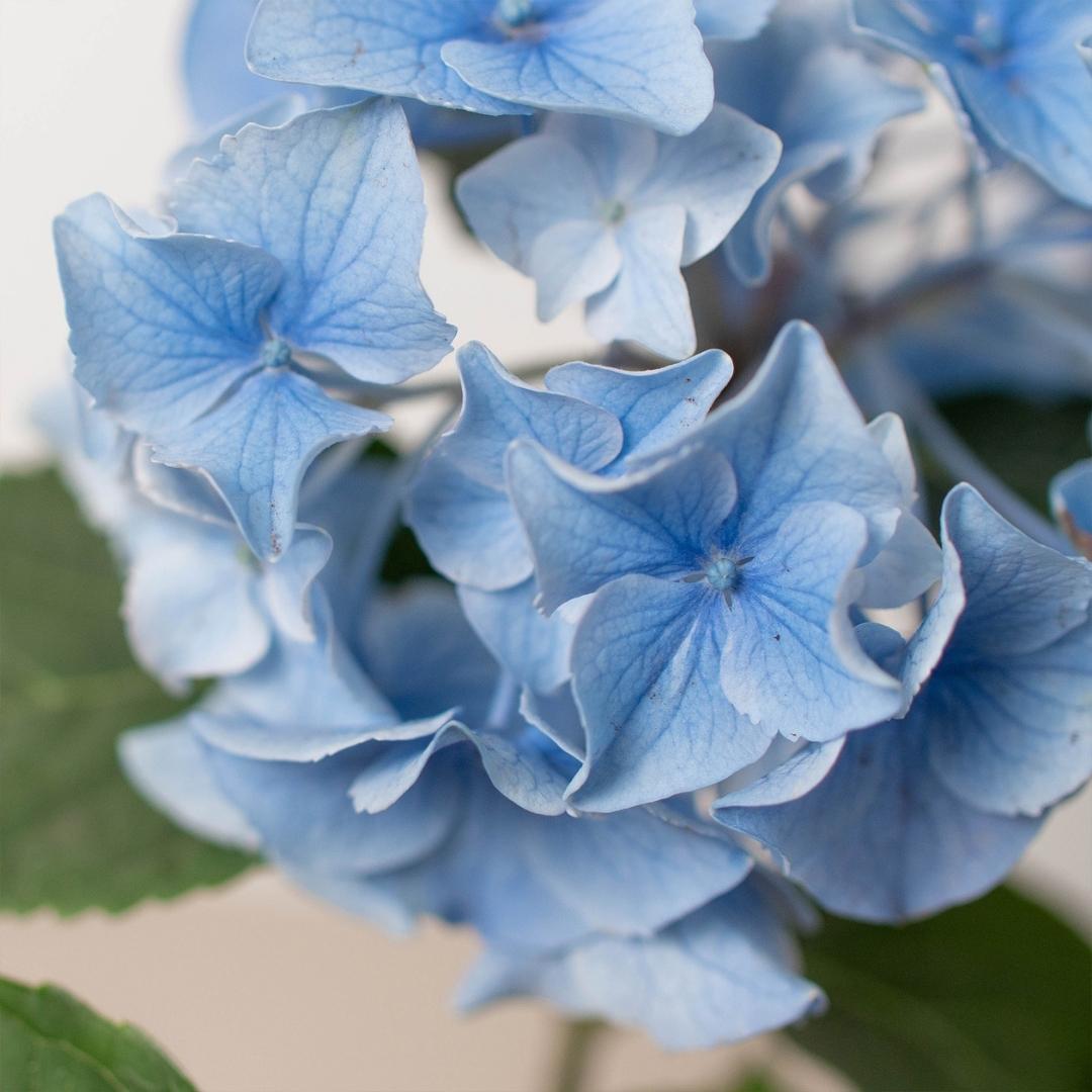 Blue Hydrangea - 6" Pot