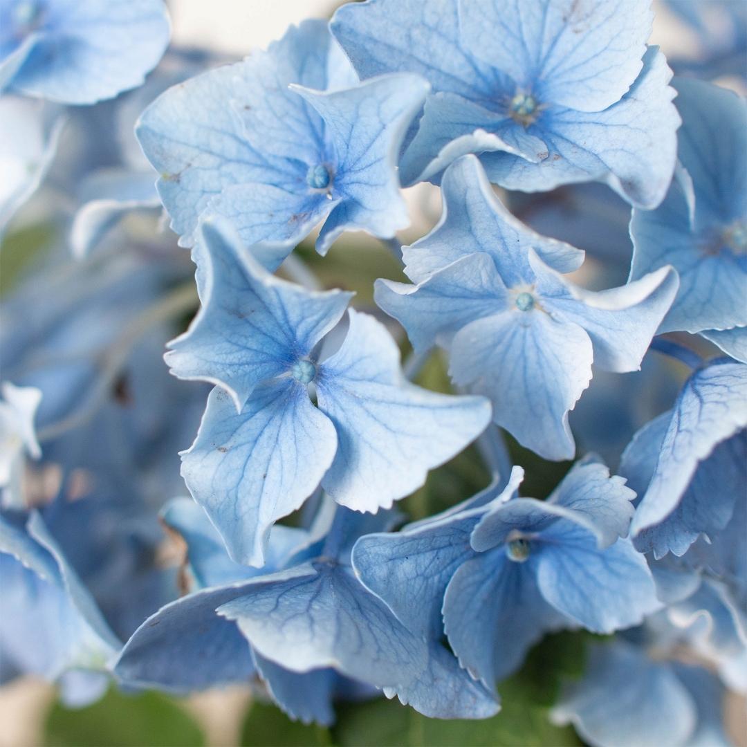 Blue Hydrangea - 6" Pot