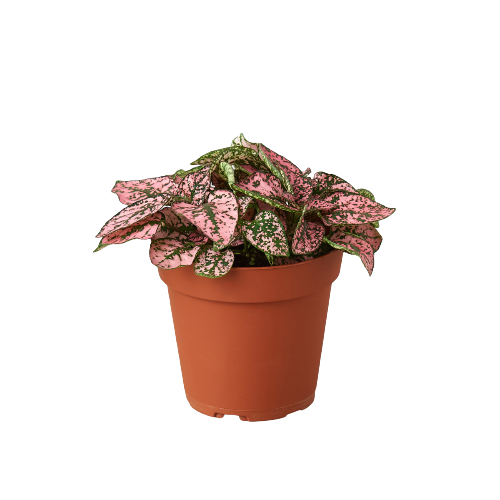 Hypoestes 'Polka Dot' - 4" Pot