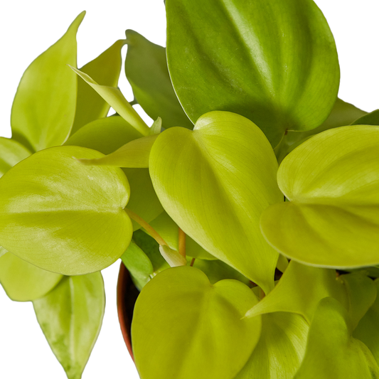 Philodendron Cordatum 'Neon' Cuttings (5 Pack)