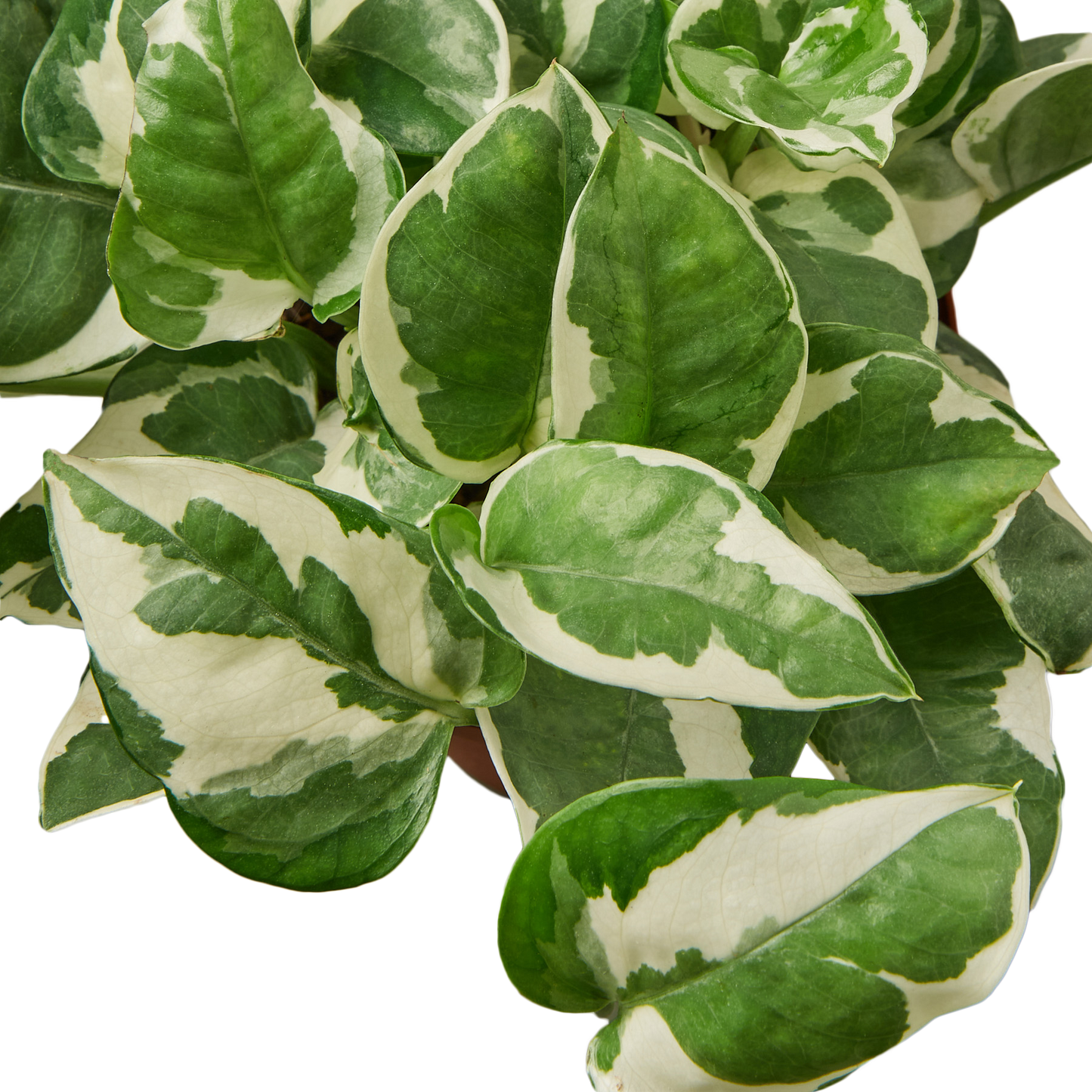 Pothos 'N'joy' Cuttings (5 Pack)