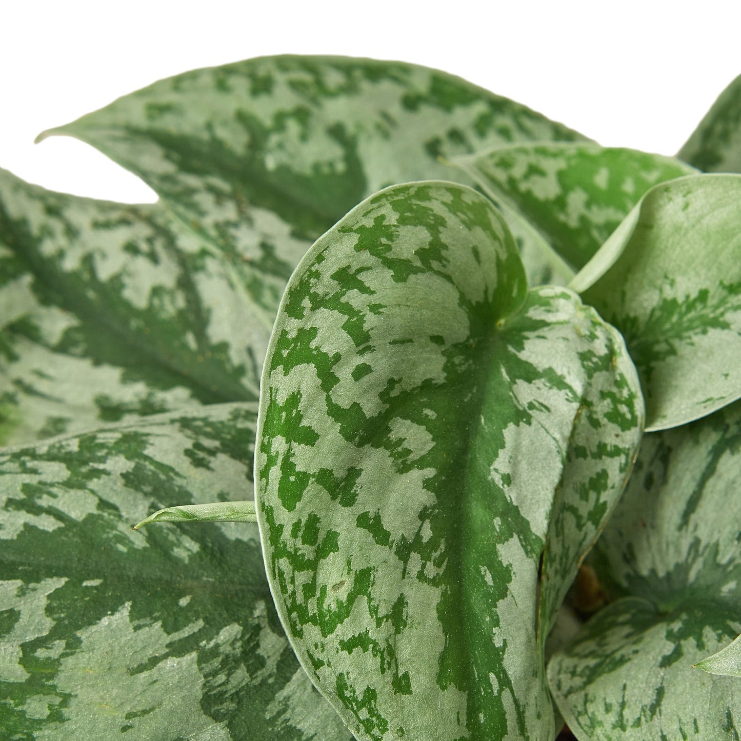 Pothos 'Silver Splash' Cuttings (5 Pack)