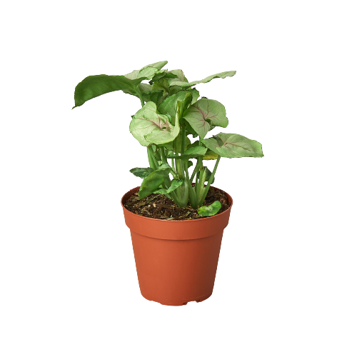 Syngonium Roxanna - 4" Pot