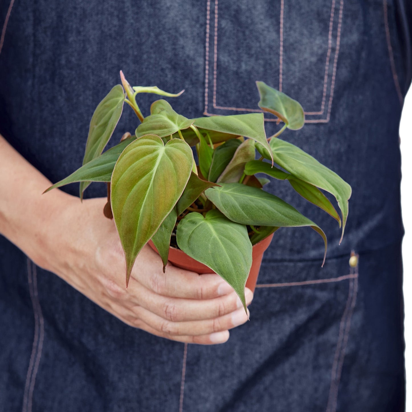 Philodendron 'Velvet' - 4" Pot - NURSERY POT ONLY