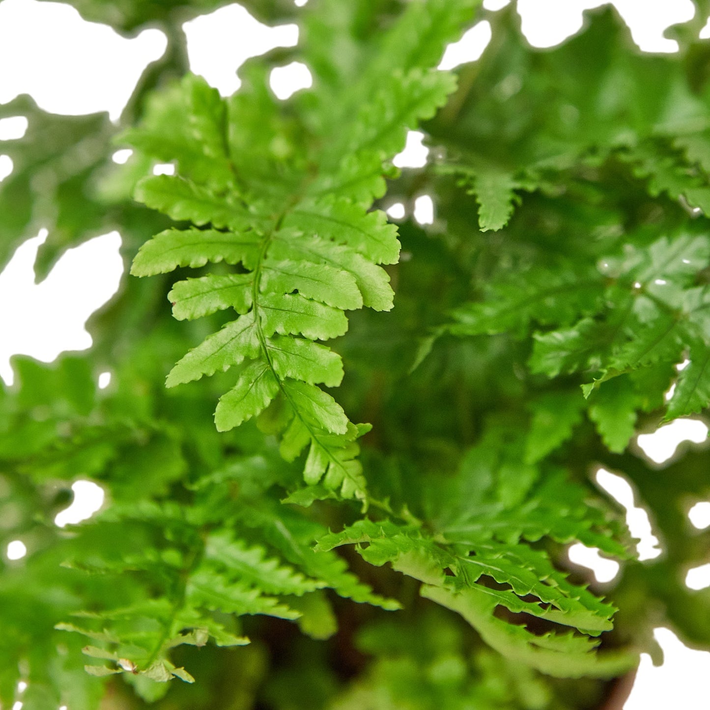 'Autumn' Fern - 6" Pot - NURSERY POT ONLY