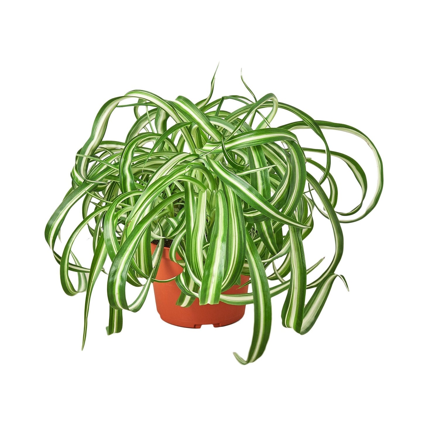 Spider Plant 'Bonnie' - 4" Pot - NURSERY POT ONLY