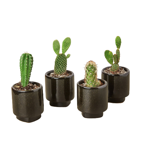 4 Pre Potted Cacti Variety Pack - 3.0" Pot