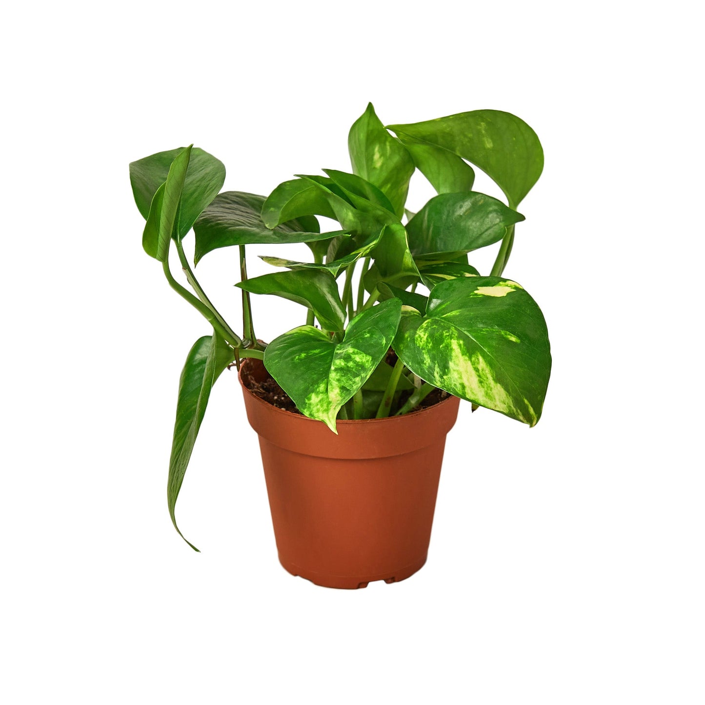 2 Pothos Variety Pack - 4" Pot