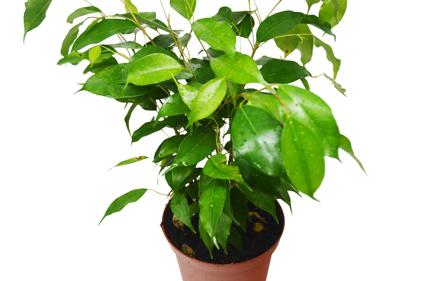 Ficus 'Benjamina' - 6" Pot