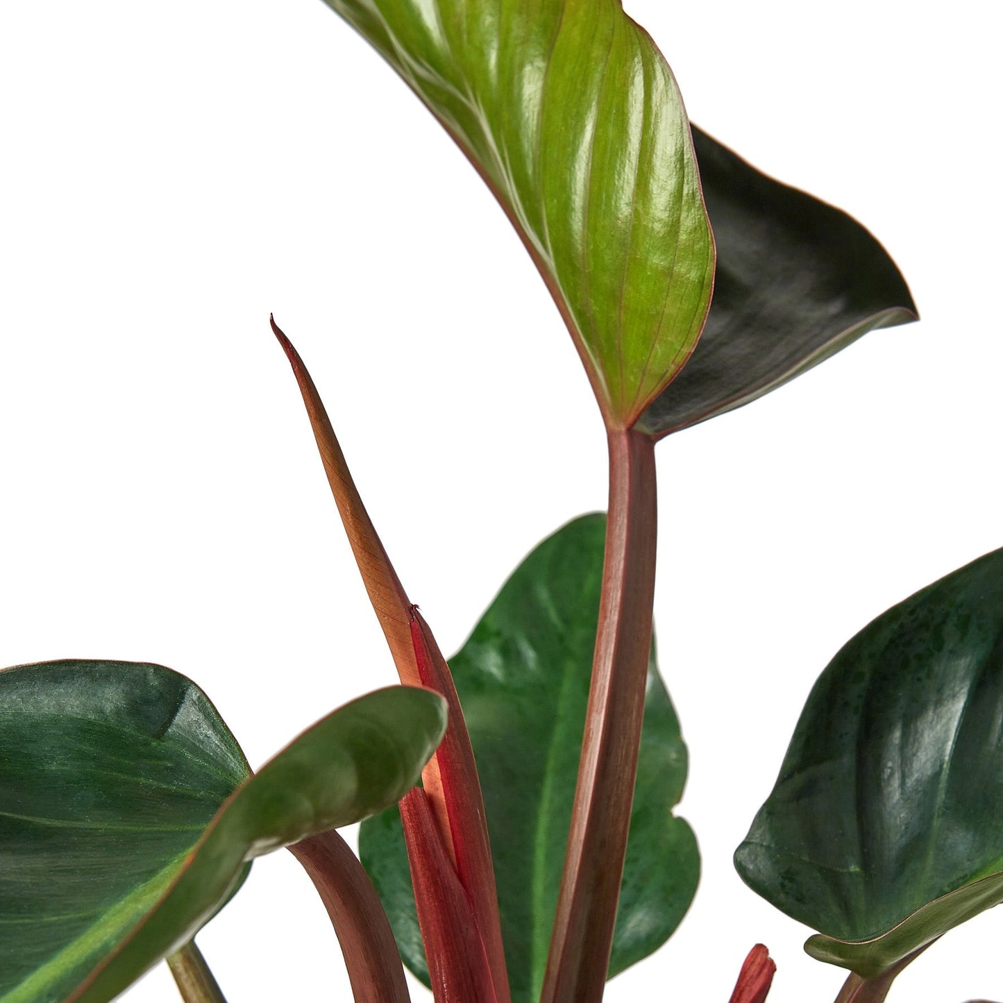 Philodendron 'Congo Rojo' - 4" Pot - NURSERY POT ONLY