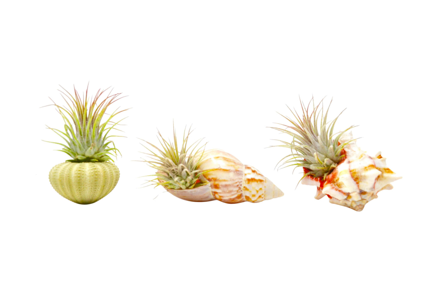 Seashell Air Plant Variety Packs