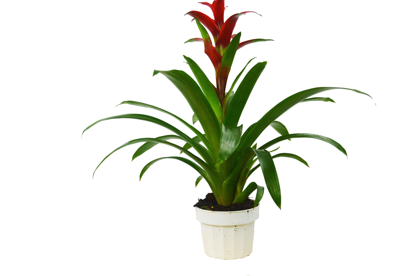 Guzmania Bromeliad 'Red'