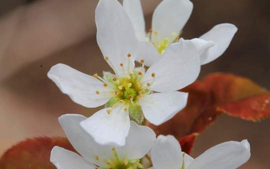 Serviceberry, Alleghney Tree - 6.5" Pot