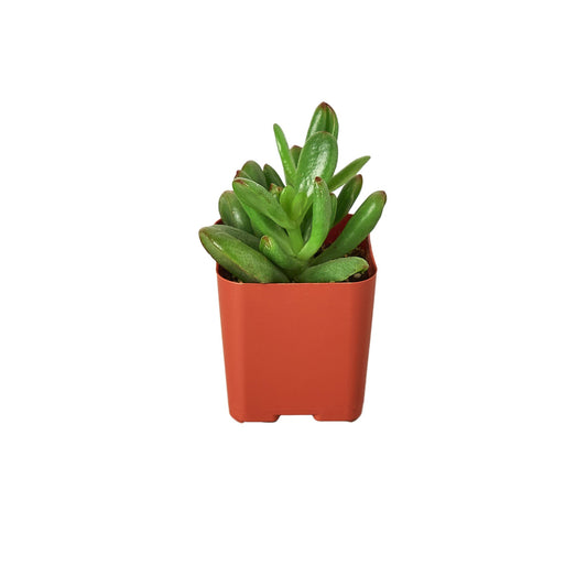 Succulent Jade 'Crassula' - 2" Pot