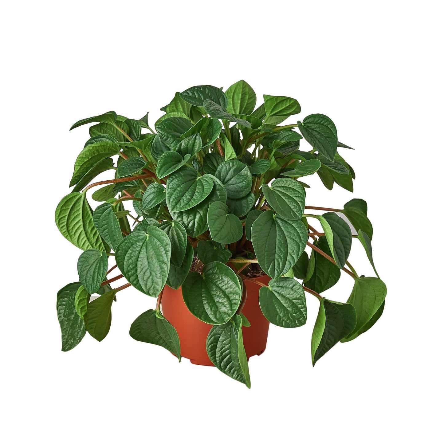 Peperomia 'Rana Verde' - 4" Pot - NURSERY POT ONLY