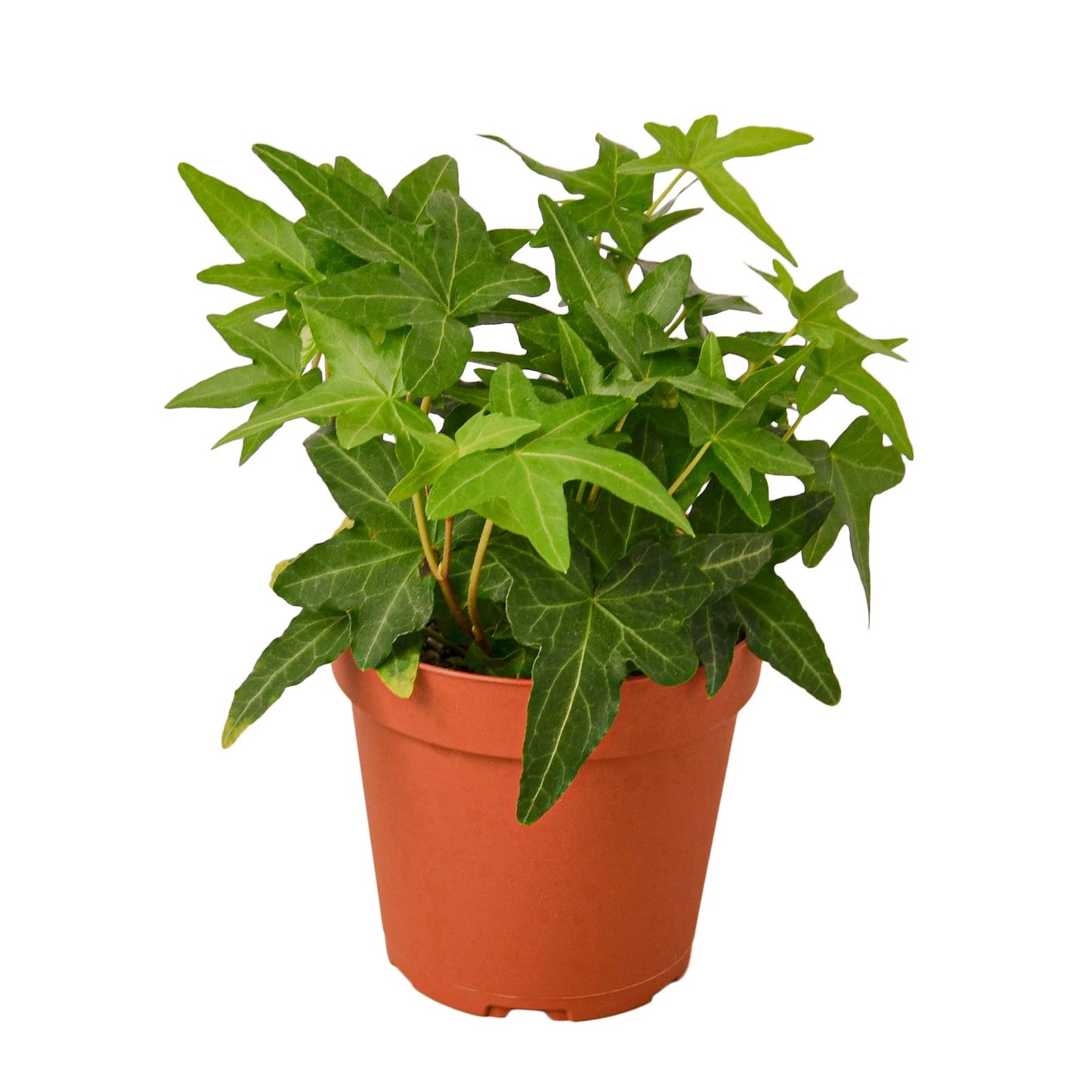 English Ivy Green California - 4" Pot - NURSERY POT ONLY