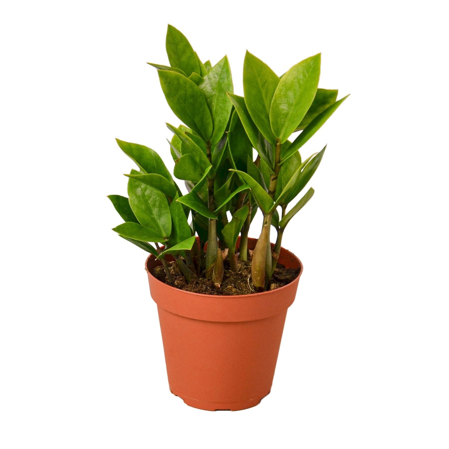 Zamioculcas Zamiifolia ZZ - 4" Pot -  NURSERY POT ONLY