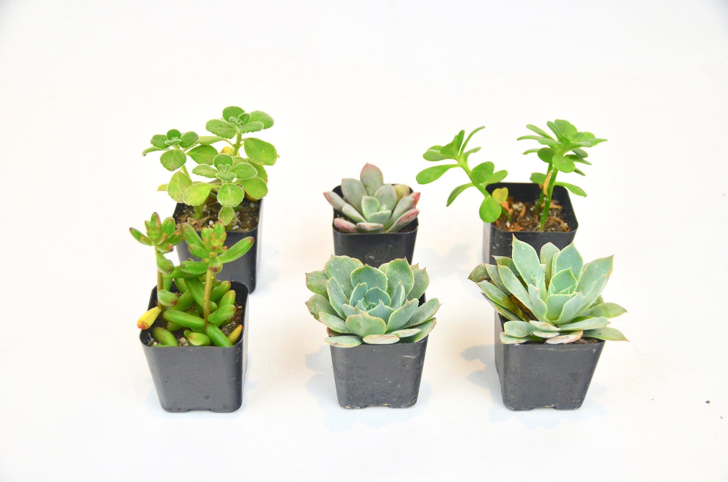 2" Succulent Variety Packs