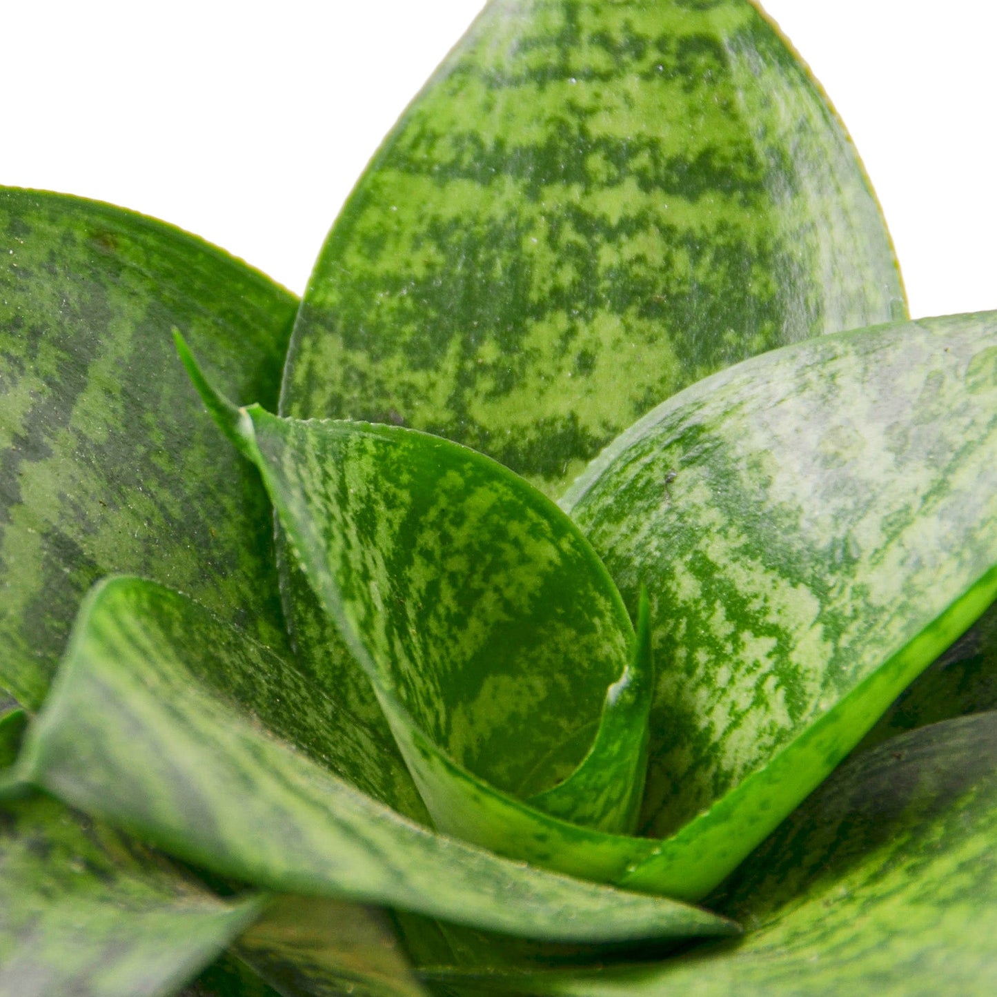 Snake Plant Black Robusta - 4" Pot - NURSERY POT ONLY