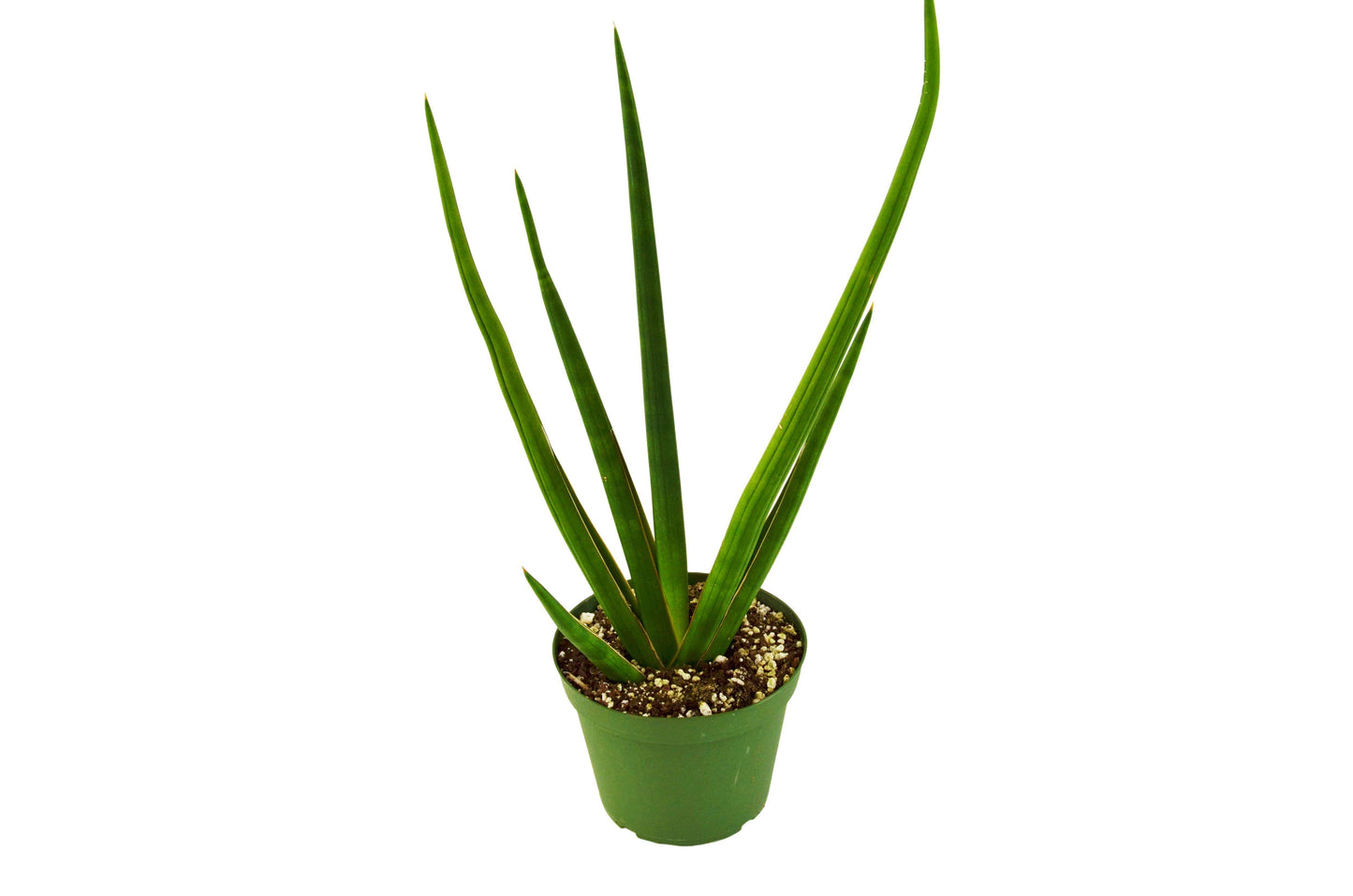 Snake Plant Cylindrica - 4" Pot - NURSERY POT ONLY