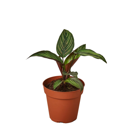 Calathea 'Beauty Star' - 4" Pot - NURSERY POT ONLY