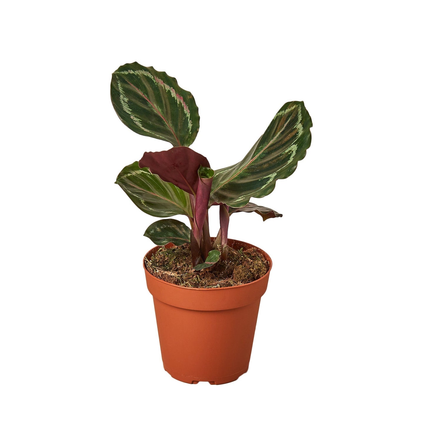 Calathea Roseopicta 'Medallion' - 6" Pot - NURSERY POT ONLY