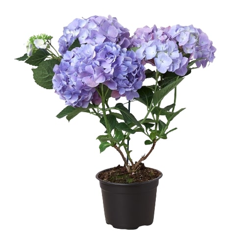 Blue Hydrangea - 6" Pot