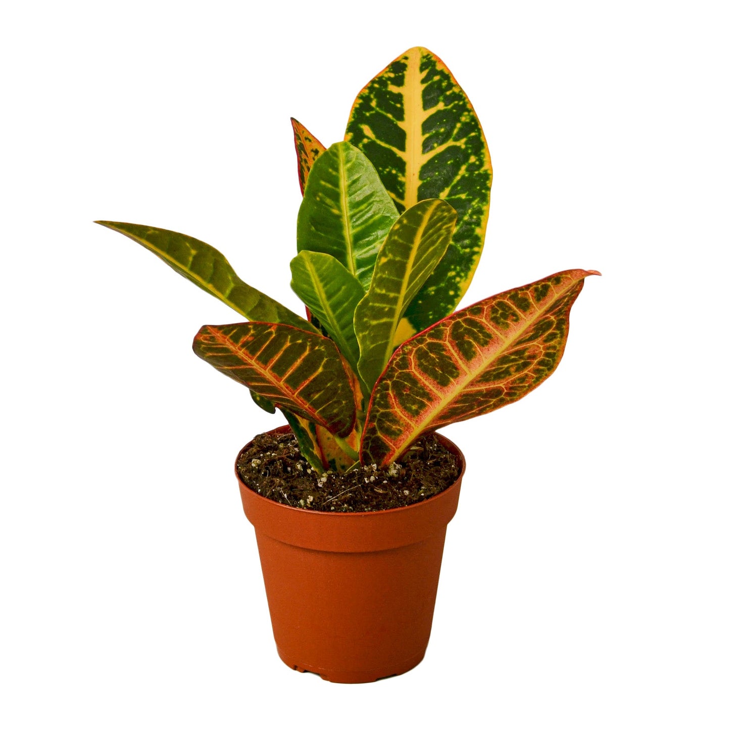 2 Croton Variety Pack - 4" Pot