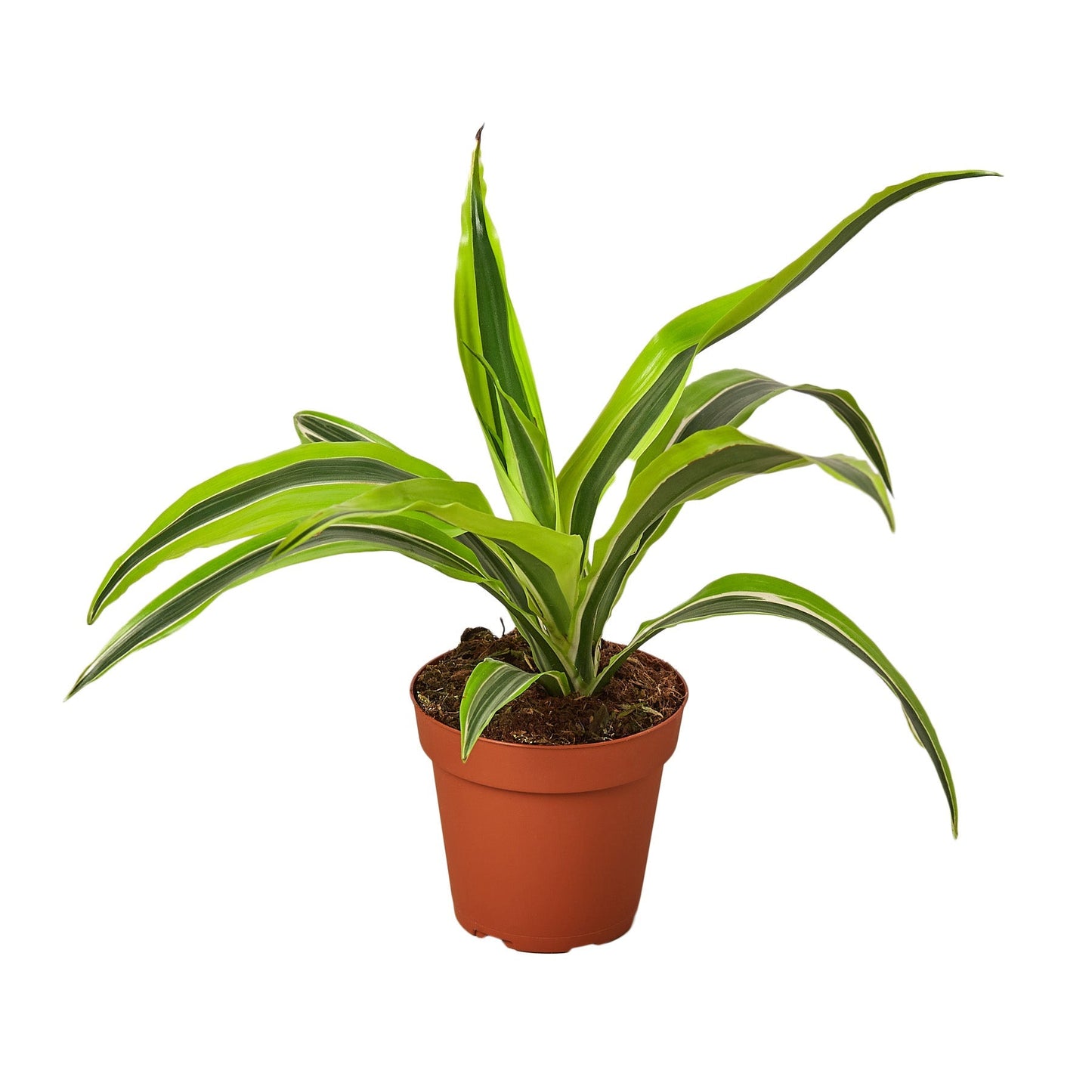 Dracaena Deremensis 'Lemon Surprise' - 4" Pot - NURSERY POT ONLY