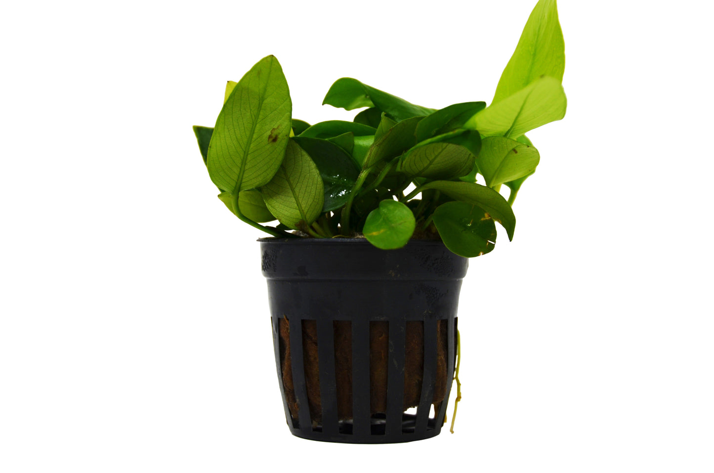 Aquatic 'Anubias Nana Golden' Plant - Pot