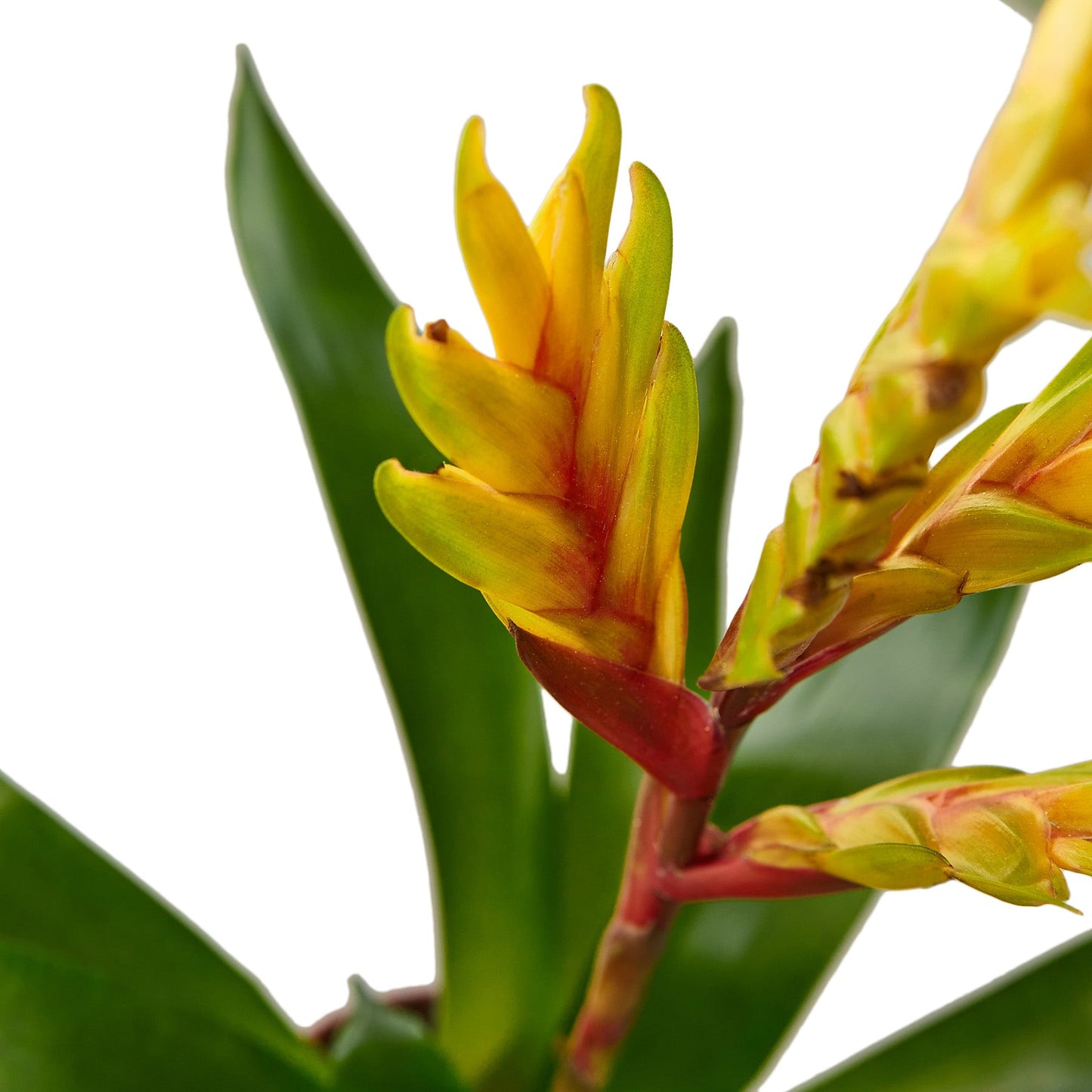 Bromeliad Vriesea 'Energy'