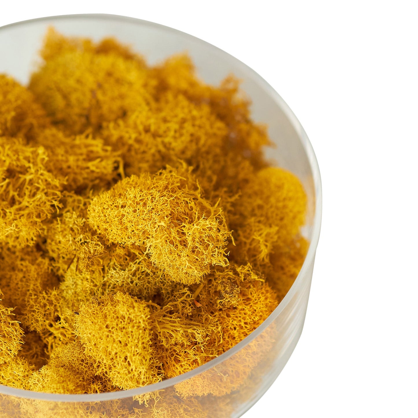 Preserved Reindeer Moss - Orange - 6 oz