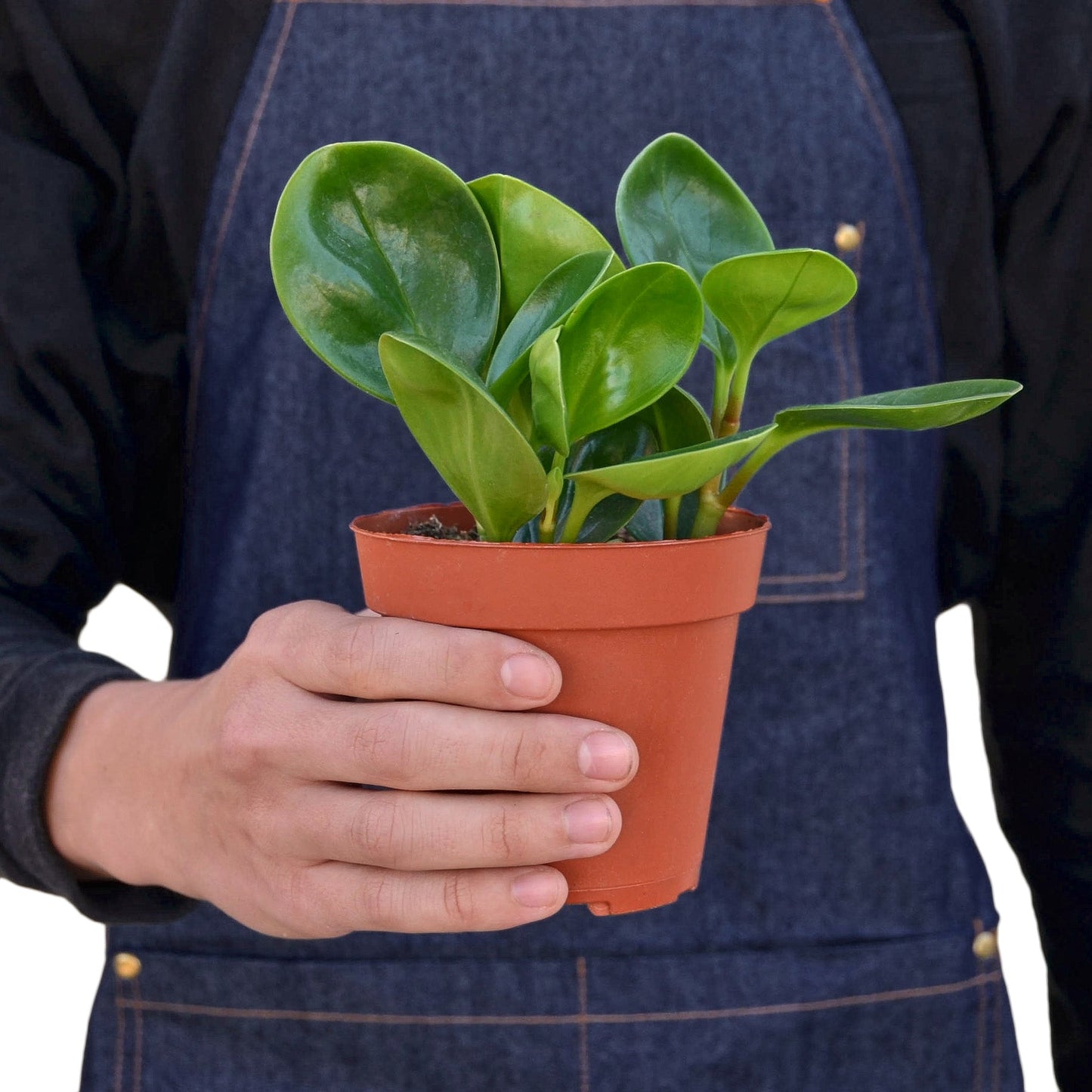 Peperomia Thailand - 4" Pot - NURSERY POT ONLY