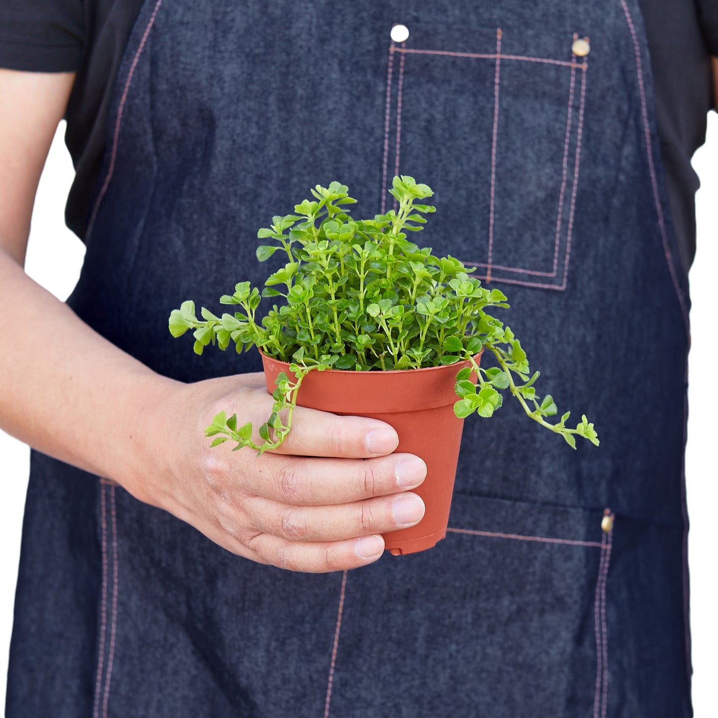 Nettle 'Baby's Tear' - 4" Pot - NURSERY POT ONLY