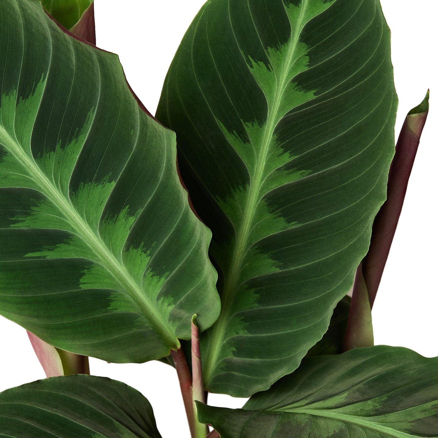 Calathea 'Warscewiczii' - 6" Pot