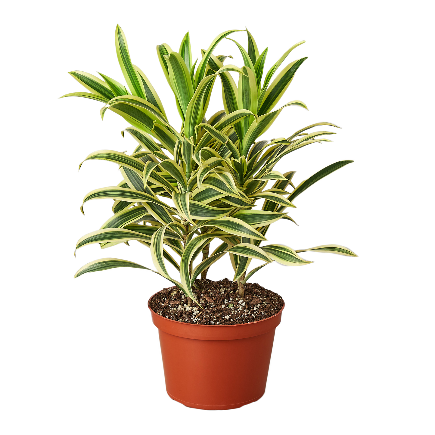 Dracaena 'Song of India' - 6" Pot - NURSERY POT ONLY